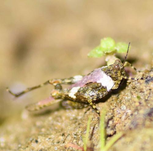 Paratettix meridionalis