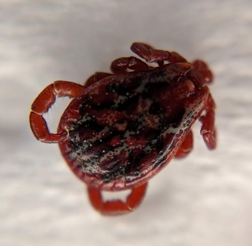 Réf. 232 633 : Dermacentor reticulatus