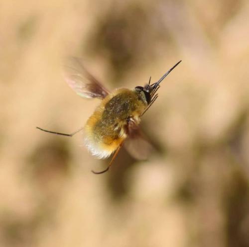 Bombylius sp.