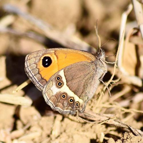 Réf. 232 375 : Pyronia bathseba
