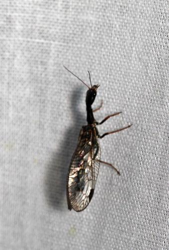 Réf. 232 274 : Raphidia sp.