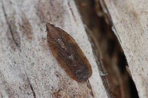 Cixidia sp.