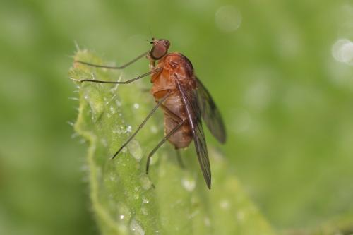 Réf. 232 963 : Chrysopilus laetus