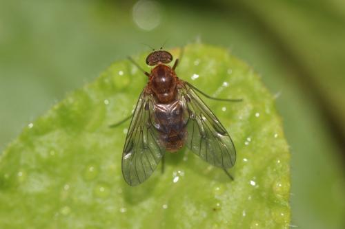 Chrysopilus laetus