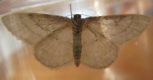 Réf. 232 120 : Idaea subsericeata