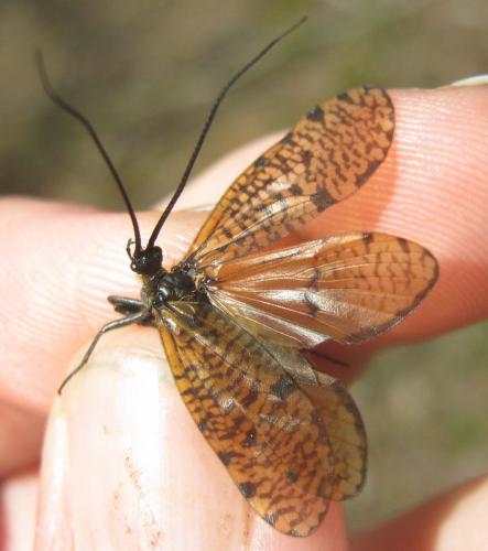 Oligostomis reticulata
