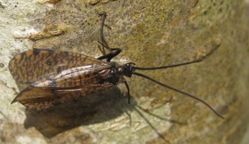 Oligostomis reticulata