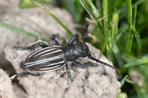 Iberodorcadion pyrenaeum