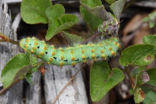 Saturnia sp.