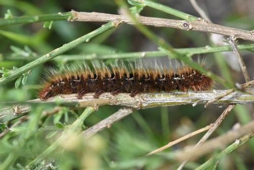 Lasiocampa quercus