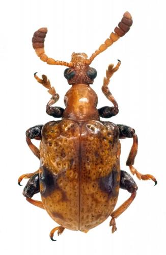 Lilioceris dromedaria