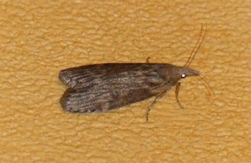 Réf. 232 702 : Lamoria anella