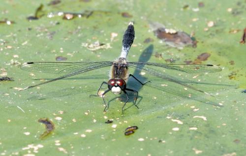 Réf. 232 226 : Leucorrhinia caudalis