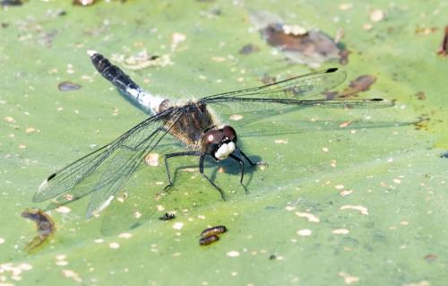 Réf. 232 227 : Leucorrhinia caudalis