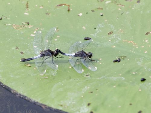 Réf. 232 832 : Leucorrhinia caudalis