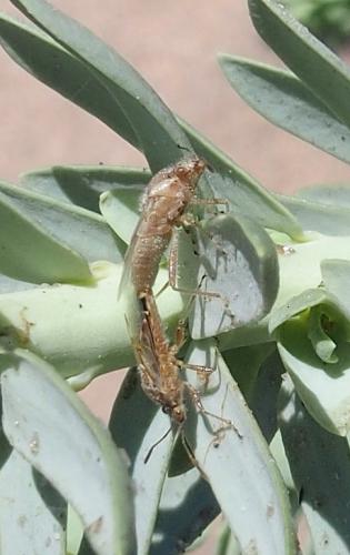 Liorhyssus hyalinus