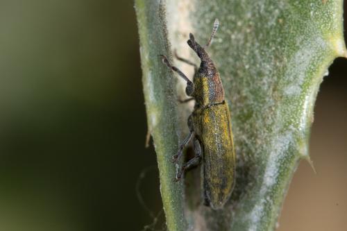 Réf. 232 454 : Lixus sp.