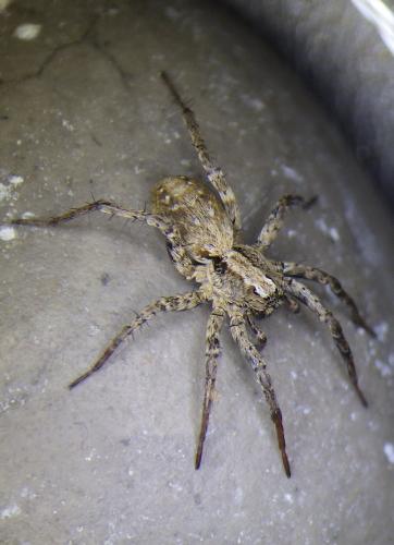 Réf. 232 637 : Xerolycosa miniata
