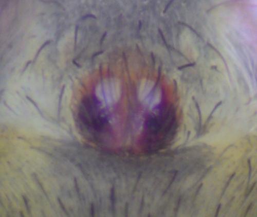 Réf. 232 641 : Xerolycosa miniata