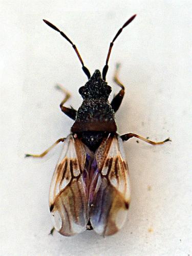 Réf. 232 597 : Macroplax fasciata