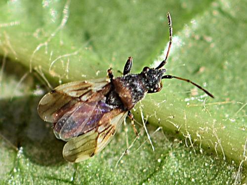 Réf. 232 023 : Macroplax fasciata