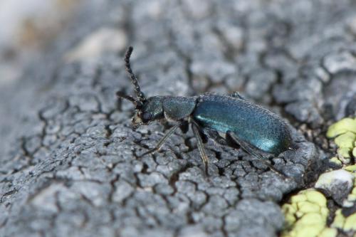 Micrinus dimorphus