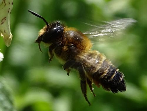 Megachile willughbiella