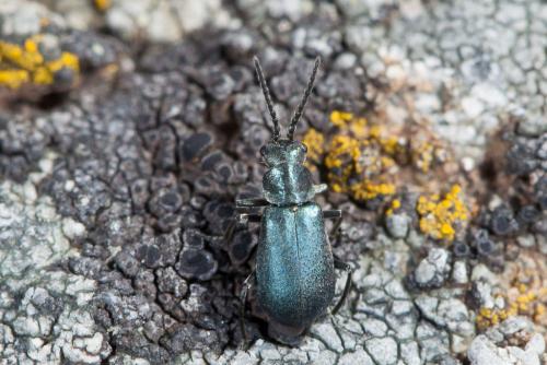 Réf. 232 537 : Micrinus dimorphus