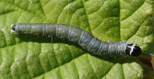 Réf. 232 436 : Archips xylosteana