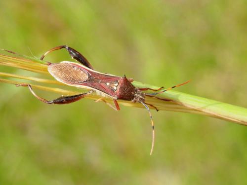 Mirperus jaculus