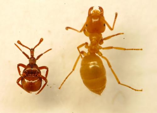 Claviger longicornis