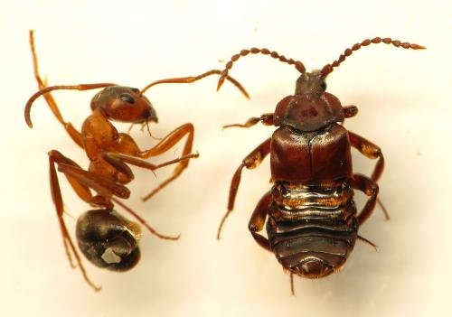 Réf. 232 568 : Lomechusoides strumosus