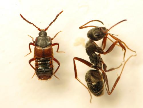 Lomechusa emarginata