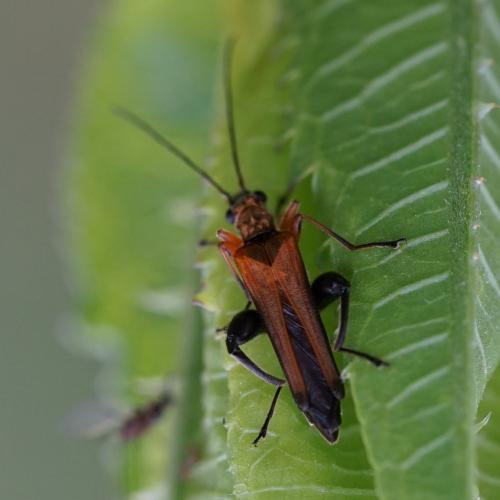 Oedemera podagrariae