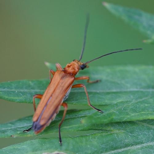 Oedemera podagrariae