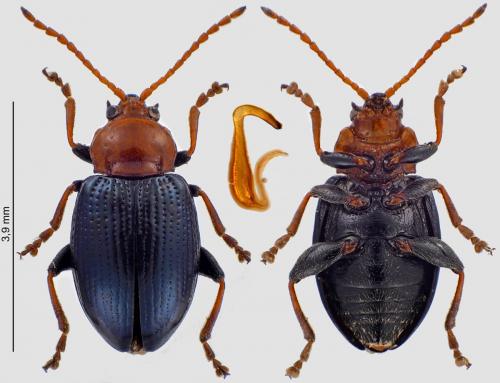 Réf. 232 748 : Neocrepidodera femorata