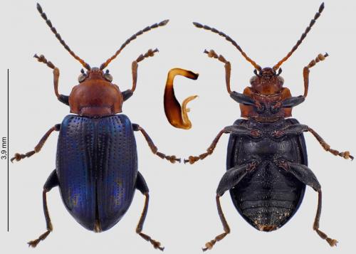 Neocrepidodera femorata