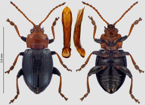 Réf. 232 747 : Neocrepidodera femorata