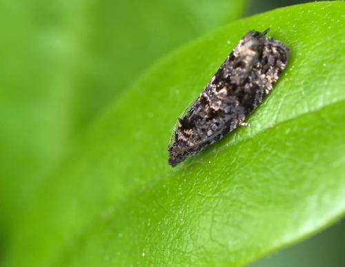 Endothenia sp.