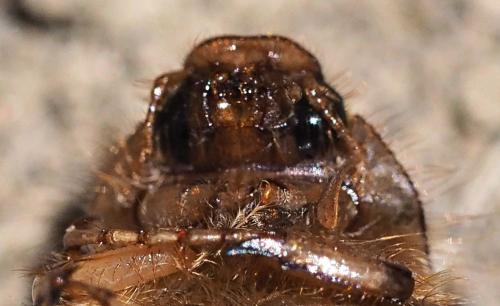 Melolonthinae