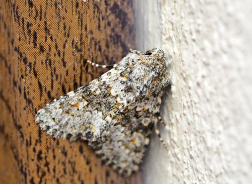 Réf. 232 673 : Hecatera dysodea