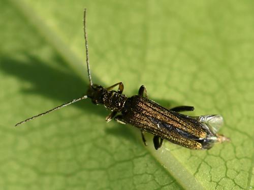 Oedemera flavipes