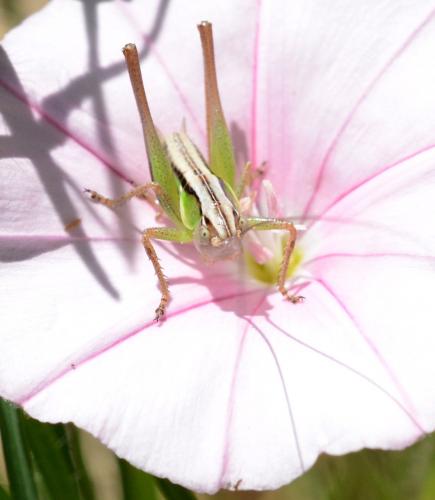 Tettigoniinae