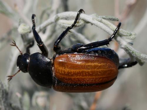 Cyriopertha glabra
