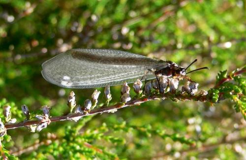 Réf. 232 181 : Myrmeleon formicarius