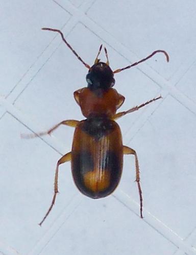 Badister bullatus