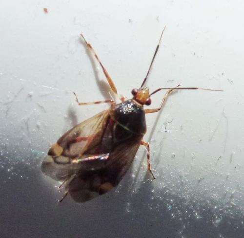 Réf. 232 936 : Deraeocoris flavilinea