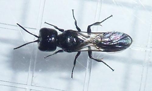 Réf. 232 619 : Pemphredon lethifer