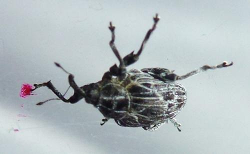 Réf. 232 711 : Mogulones geographicus