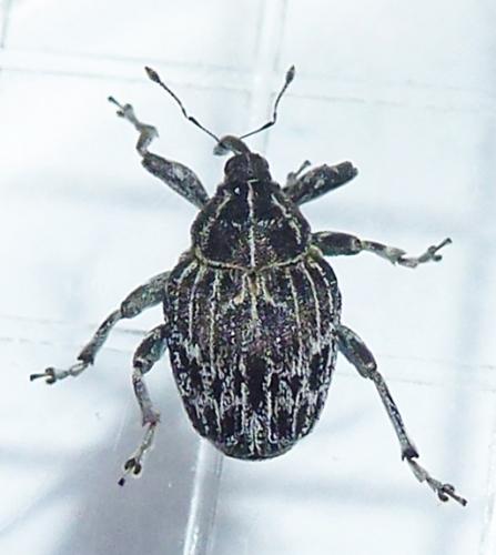 Réf. 232 710 : Mogulones geographicus